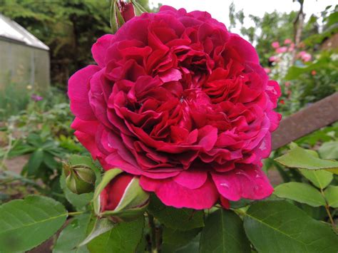 william shakespeare rose